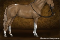 Horse Color:Chocolate Palomino Tobiano Rabicano 