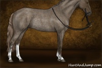 Horse Color:Chocolate Palomino Roan Sabino Rabicano 