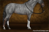 Horse Color:Liver Red Roan Tobiano Rabicano 