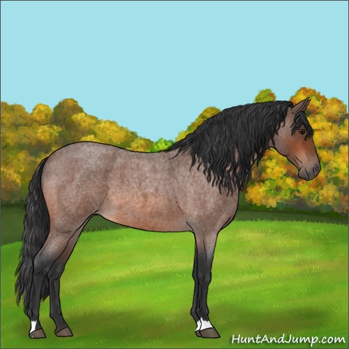 Horse Color:Bay Roan 