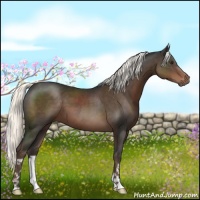 Horse Color:Liver Chestnut Mushroom 
