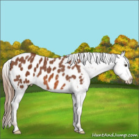 Horse Color:Chestnut Appaloosa 