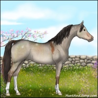 Horse Color:Liver Red Dun 
