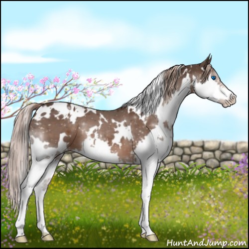 Horse Color:White Spotted Liver Chestnut Splash 