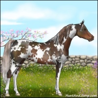 Horse Color:White Spotted Liver Chestnut 
