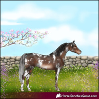 Horse Color:White Spotted Liver Chestnut Appaloosa Rabicano 