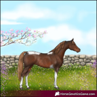 Horse Color:Liver Chestnut Tobiano Rabicano 