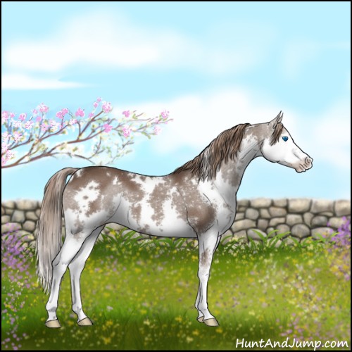 Horse Color:White Spotted Liver Chestnut Splash 