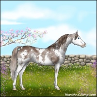 Horse Color:White Spotted Liver Chestnut Splash 