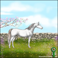 Horse Color:Liver Chestnut Splash Snowcap 