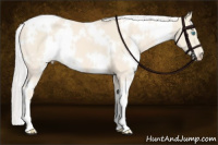 Horse Color:White Spotted Cremello 