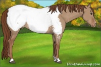 Horse Color:Red Dun Appaloosa