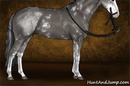 Horse Color:Black Sabino Rabicano