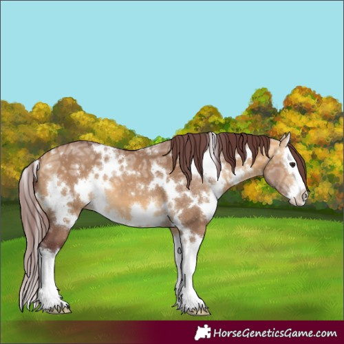 Horse Color:White Spotted Chocolate Buckskin Ice Dun Splash 