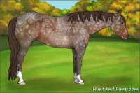 Horse Color:Liver Chestnut Ice 