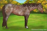 Horse Color:Liver Chestnut Ice 