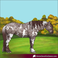 Horse Color:White Spotted Chocolate Brown Ice 