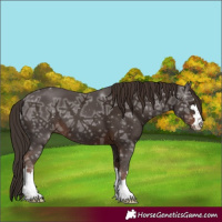 Horse Color:Liver Chestnut Ice 