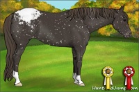 Horse Color:Smoky Black Appaloosa 