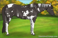 Horse Color:White Spotted Smoky Black Tobiano 
