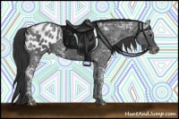 Horse Color:Black Ice Appaloosa 