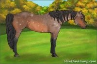 Horse Color:Void Bay 