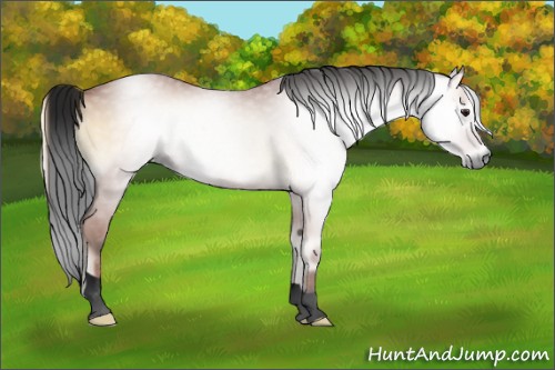 Horse Color:Gray Void Bay Onyx