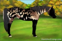 Horse Color:Void Bay Onyx Sabino Splash Appaloosa
