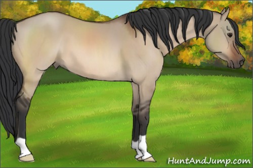 Horse Color:Brown Dun 