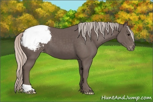 Horse Color:Silver Black Appaloosa 