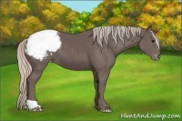 Horse Color:Silver Black Appaloosa