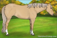 Horse Color:Palomino Dun Tobiano 