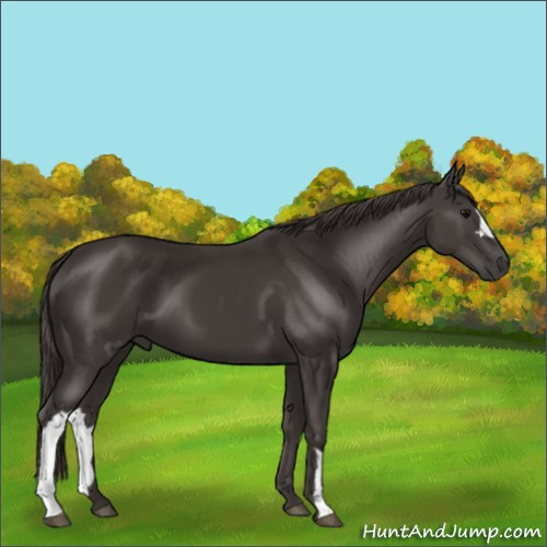 Horse Color:Smoky Black 