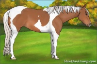 Horse Color:Silver Bay Tobiano