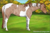 Horse Color:Red Roan Tobiano 