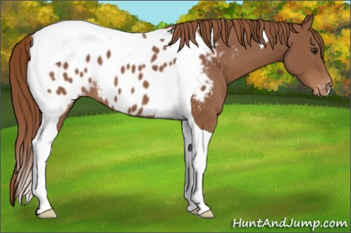Horse Color:Chestnut Tobiano Blanket