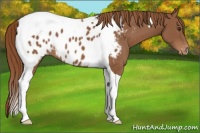 Horse Color:Chestnut Tobiano Appaloosa