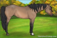 Horse Color:Brown Dun 