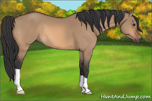 Horse Color:Bay Dun 