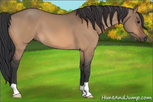 Horse Color:Bay Dun