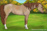 Horse Color:Red Dun 