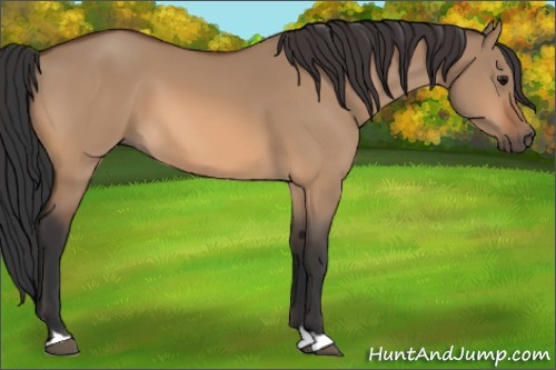 Horse Color:Bay Dun 