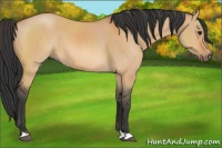 Horse Color:Bay Dun 