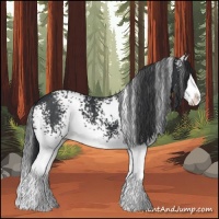 Horse Color:White Spotted Black Splash 