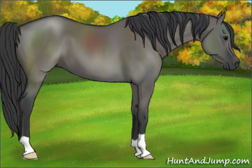 Horse Color:Grullo 