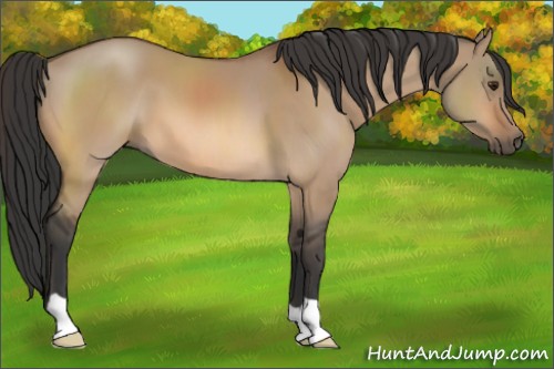 Horse Color:Bay Dun 
