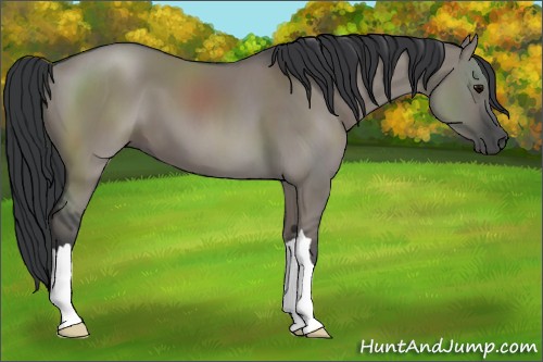 Horse Color:Grullo 