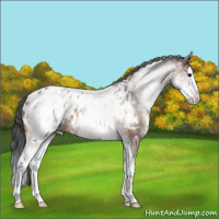 Horse Color:White Spotted Bay Roan Splash Appaloosa 