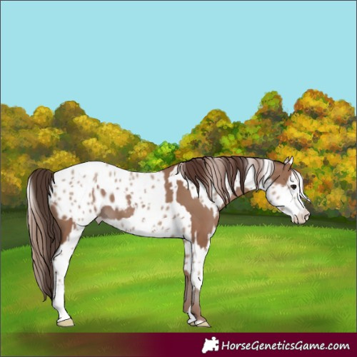 Horse Color:Classic Champagne Appaloosa and Classic Champagne Sabino Appaloosa