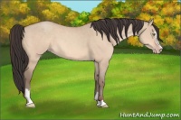 Horse Color:Amber Champagne Dun Sabino 